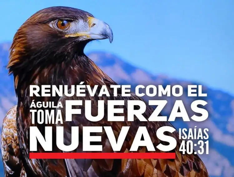 Como El Aguila 21